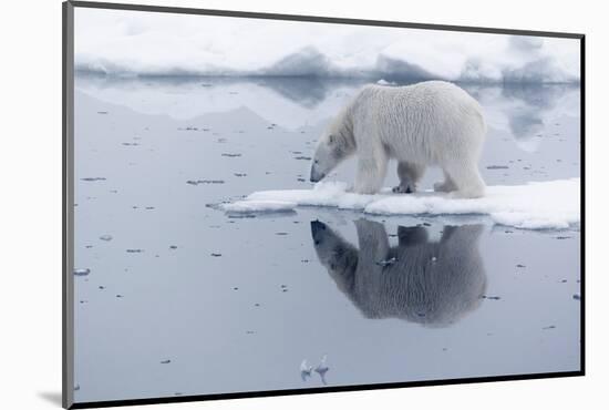 Arctic, north of Svalbard. A polar bear is reflected in the calm water in the pack ice.-Ellen Goff-Mounted Photographic Print