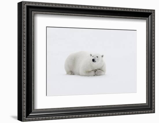 Arctic, north of Svalbard. A polar bear rests on the edge of a slab of pack ice.-Ellen Goff-Framed Photographic Print