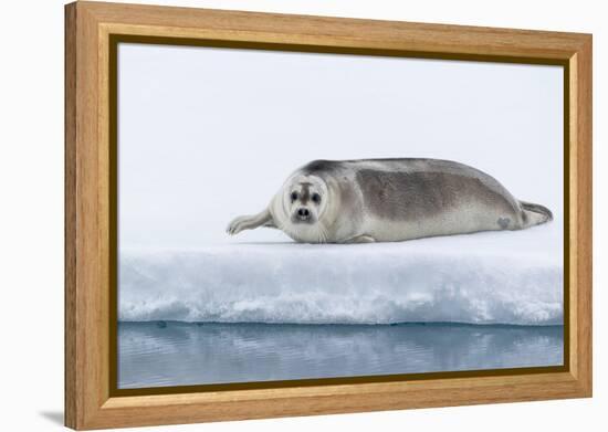 Arctic, north of Svalbard. A portrait of a young bearded seal hauled out on the pack ice.-Ellen Goff-Framed Premier Image Canvas