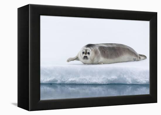 Arctic, north of Svalbard. A portrait of a young bearded seal hauled out on the pack ice.-Ellen Goff-Framed Premier Image Canvas