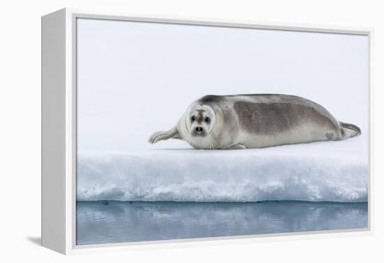 Arctic, north of Svalbard. A portrait of a young bearded seal hauled out on the pack ice.-Ellen Goff-Framed Premier Image Canvas