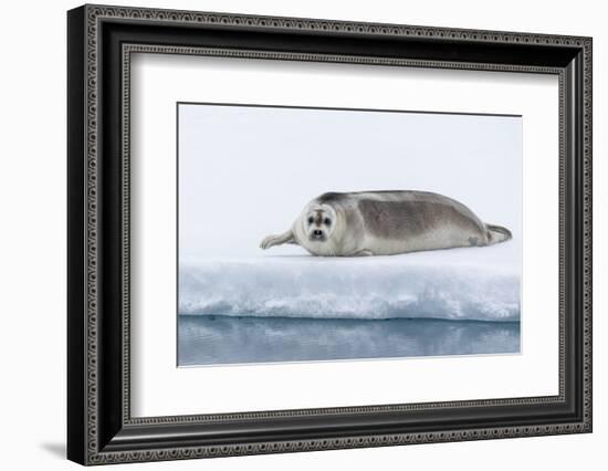 Arctic, north of Svalbard. A portrait of a young bearded seal hauled out on the pack ice.-Ellen Goff-Framed Photographic Print