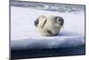 Arctic, north of Svalbard. A portrait of a young bearded seal hauled out on the pack ice.-Ellen Goff-Mounted Photographic Print