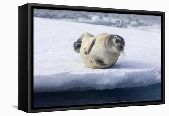 Arctic, north of Svalbard. A portrait of a young bearded seal hauled out on the pack ice.-Ellen Goff-Framed Premier Image Canvas