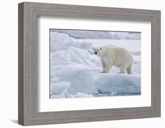 Arctic, north of Svalbard. Portrait of a polar bear walking on the pack ice.-Ellen Goff-Framed Photographic Print