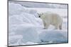 Arctic, north of Svalbard. Portrait of a polar bear walking on the pack ice.-Ellen Goff-Mounted Photographic Print