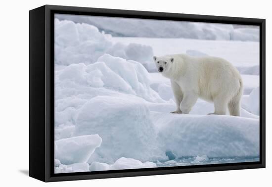 Arctic, north of Svalbard. Portrait of a polar bear walking on the pack ice.-Ellen Goff-Framed Premier Image Canvas