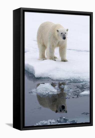 Arctic, north of Svalbard. Portrait of a polar bear with its reflection.-Ellen Goff-Framed Premier Image Canvas