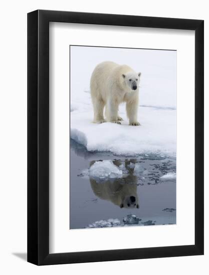 Arctic, north of Svalbard. Portrait of a polar bear with its reflection.-Ellen Goff-Framed Photographic Print