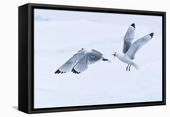 Arctic, North of Svalbard. Two black-legged kittiwakes squabble in the air.-Ellen Goff-Framed Premier Image Canvas