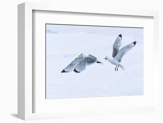 Arctic, North of Svalbard. Two black-legged kittiwakes squabble in the air.-Ellen Goff-Framed Photographic Print