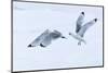 Arctic, North of Svalbard. Two black-legged kittiwakes squabble in the air.-Ellen Goff-Mounted Photographic Print