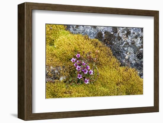 Arctic, Norway, Svalbard, Spitsbergen, Fuglesongen. Purple Saxifrage Among Rocks and Moss-Ellen Goff-Framed Photographic Print