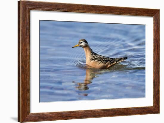 Arctic, Norway, Svalbard, Spitsbergen, Gray Phalarope Foraging-Ellen Goff-Framed Photographic Print