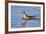 Arctic, Norway, Svalbard, Spitsbergen, Gray Phalarope Foraging-Ellen Goff-Framed Photographic Print