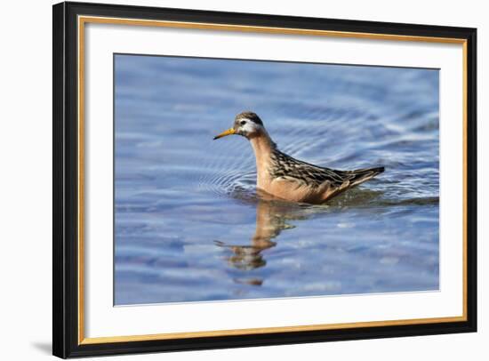 Arctic, Norway, Svalbard, Spitsbergen, Gray Phalarope Foraging-Ellen Goff-Framed Photographic Print