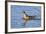 Arctic, Norway, Svalbard, Spitsbergen, Gray Phalarope Foraging-Ellen Goff-Framed Photographic Print