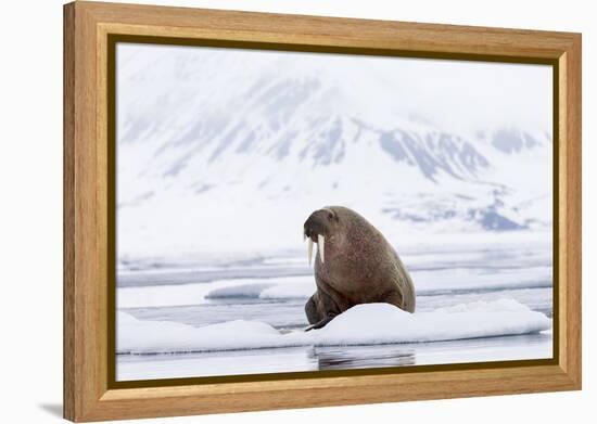 Arctic, Norway, Svalbard, Spitsbergen, Pack Ice, Walrus Walrus on Ice Floes-Ellen Goff-Framed Premier Image Canvas
