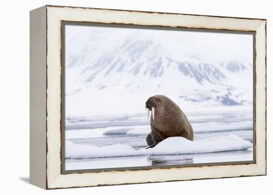 Arctic, Norway, Svalbard, Spitsbergen, Pack Ice, Walrus Walrus on Ice Floes-Ellen Goff-Framed Premier Image Canvas