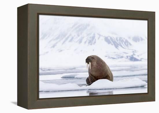 Arctic, Norway, Svalbard, Spitsbergen, Pack Ice, Walrus Walrus on Ice Floes-Ellen Goff-Framed Premier Image Canvas