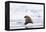 Arctic, Norway, Svalbard, Spitsbergen, Pack Ice, Walrus Walrus on Ice Floes-Ellen Goff-Framed Premier Image Canvas