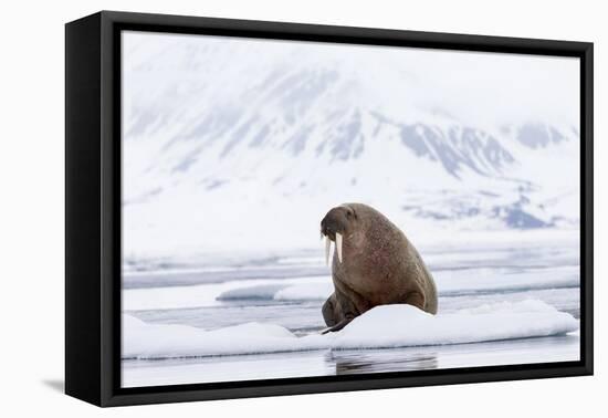 Arctic, Norway, Svalbard, Spitsbergen, Pack Ice, Walrus Walrus on Ice Floes-Ellen Goff-Framed Premier Image Canvas