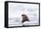 Arctic, Norway, Svalbard, Spitsbergen, Pack Ice, Walrus Walrus on Ice Floes-Ellen Goff-Framed Premier Image Canvas