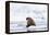 Arctic, Norway, Svalbard, Spitsbergen, Pack Ice, Walrus Walrus on Ice Floes-Ellen Goff-Framed Premier Image Canvas