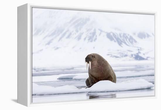 Arctic, Norway, Svalbard, Spitsbergen, Pack Ice, Walrus Walrus on Ice Floes-Ellen Goff-Framed Premier Image Canvas