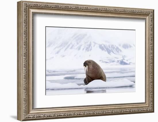 Arctic, Norway, Svalbard, Spitsbergen, Pack Ice, Walrus Walrus on Ice Floes-Ellen Goff-Framed Photographic Print