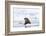 Arctic, Norway, Svalbard, Spitsbergen, Pack Ice, Walrus Walrus on Ice Floes-Ellen Goff-Framed Photographic Print