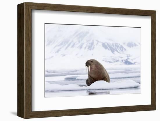 Arctic, Norway, Svalbard, Spitsbergen, Pack Ice, Walrus Walrus on Ice Floes-Ellen Goff-Framed Photographic Print