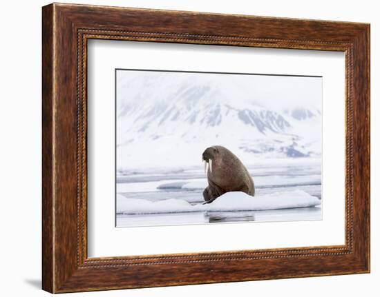 Arctic, Norway, Svalbard, Spitsbergen, Pack Ice, Walrus Walrus on Ice Floes-Ellen Goff-Framed Photographic Print