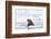 Arctic, Norway, Svalbard, Spitsbergen, Pack Ice, Walrus Walrus on Ice Floes-Ellen Goff-Framed Photographic Print