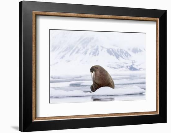 Arctic, Norway, Svalbard, Spitsbergen, Pack Ice, Walrus Walrus on Ice Floes-Ellen Goff-Framed Photographic Print