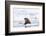 Arctic, Norway, Svalbard, Spitsbergen, Pack Ice, Walrus Walrus on Ice Floes-Ellen Goff-Framed Photographic Print