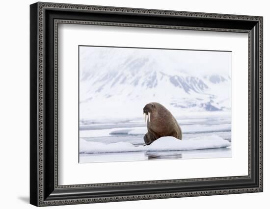 Arctic, Norway, Svalbard, Spitsbergen, Pack Ice, Walrus Walrus on Ice Floes-Ellen Goff-Framed Photographic Print