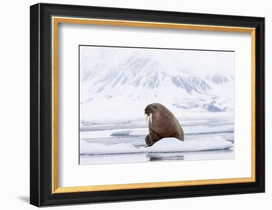 Arctic, Norway, Svalbard, Spitsbergen, Pack Ice, Walrus Walrus on Ice Floes-Ellen Goff-Framed Photographic Print