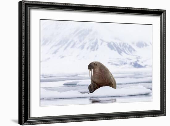 Arctic, Norway, Svalbard, Spitsbergen, Pack Ice, Walrus Walrus on Ice Floes-Ellen Goff-Framed Photographic Print