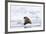 Arctic, Norway, Svalbard, Spitsbergen, Pack Ice, Walrus Walrus on Ice Floes-Ellen Goff-Framed Photographic Print