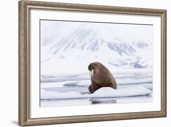 Arctic, Norway, Svalbard, Spitsbergen, Pack Ice, Walrus Walrus on Ice Floes-Ellen Goff-Framed Photographic Print