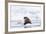 Arctic, Norway, Svalbard, Spitsbergen, Pack Ice, Walrus Walrus on Ice Floes-Ellen Goff-Framed Photographic Print