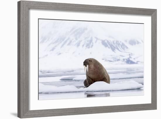 Arctic, Norway, Svalbard, Spitsbergen, Pack Ice, Walrus Walrus on Ice Floes-Ellen Goff-Framed Photographic Print