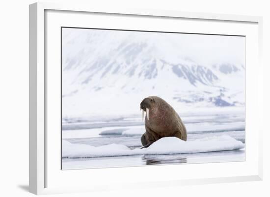 Arctic, Norway, Svalbard, Spitsbergen, Pack Ice, Walrus Walrus on Ice Floes-Ellen Goff-Framed Photographic Print