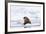 Arctic, Norway, Svalbard, Spitsbergen, Pack Ice, Walrus Walrus on Ice Floes-Ellen Goff-Framed Photographic Print