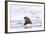 Arctic, Norway, Svalbard, Spitsbergen, Pack Ice, Walrus Walrus on Ice Floes-Ellen Goff-Framed Photographic Print