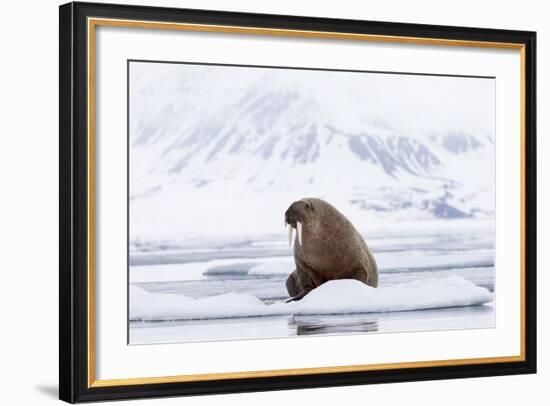 Arctic, Norway, Svalbard, Spitsbergen, Pack Ice, Walrus Walrus on Ice Floes-Ellen Goff-Framed Photographic Print