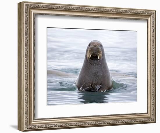 Arctic, Norway, Svalbard. Walrus swimming-Hollice Looney-Framed Photographic Print