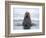 Arctic, Norway, Svalbard. Walrus swimming-Hollice Looney-Framed Photographic Print