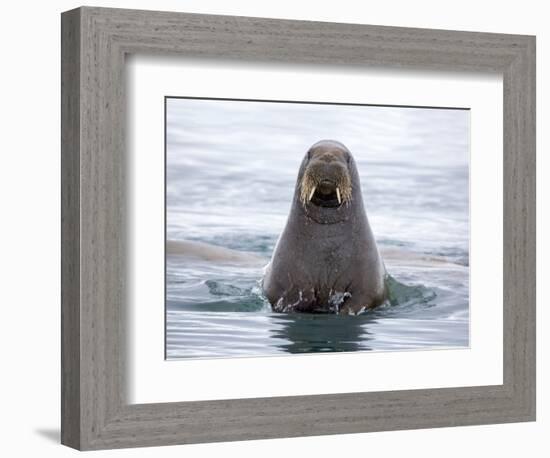 Arctic, Norway, Svalbard. Walrus swimming-Hollice Looney-Framed Photographic Print